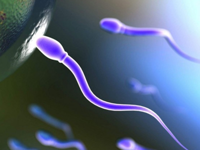 Μια πρωτεΐνη ρυθμίζει την οργάνωση του DNA κατά την ανάπτυξη του σπέρματος